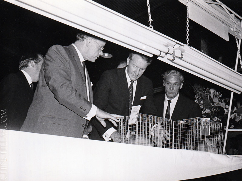 violet chinchilla Gillingham Rhodesia Africa Chinchilla Breeders Association Ian Smith